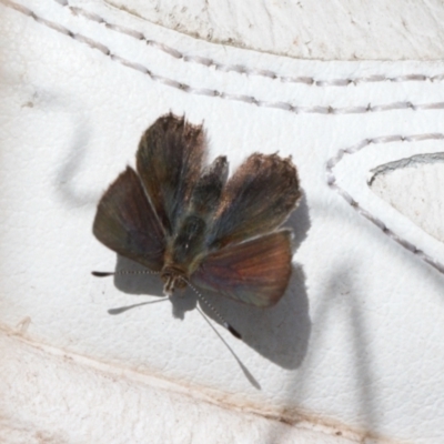 Paralucia crosbyi (Violet Copper Butterfly) at Booth, ACT - 3 Oct 2021 by RAllen