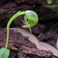 Pterostylis nutans (Nodding Greenhood) at Woomargama, NSW - 2 Oct 2021 by Darcy