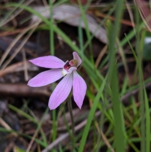 Caladenia carnea at Woomargama, NSW - suppressed