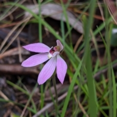 Caladenia carnea (Pink fingers) at Woomargama, NSW - 2 Oct 2021 by Darcy