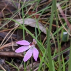 Caladenia carnea at Woomargama, NSW - suppressed