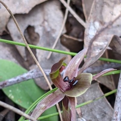 Chiloglottis x pescottiana (Bronze Bird Orchid) at Woomargama, NSW - 2 Oct 2021 by Darcy