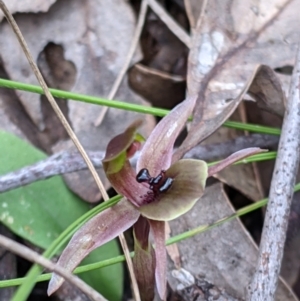 Chiloglottis x pescottiana at suppressed - suppressed