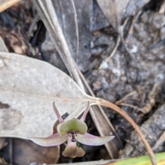 Chiloglottis x pescottiana at suppressed - 2 Oct 2021