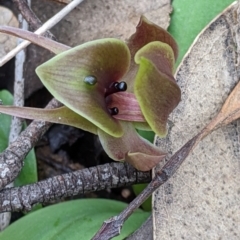 Chiloglottis valida (Large Bird Orchid) at Woomargama, NSW - 2 Oct 2021 by Darcy