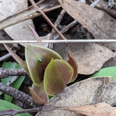 Chiloglottis valida at suppressed - 2 Oct 2021