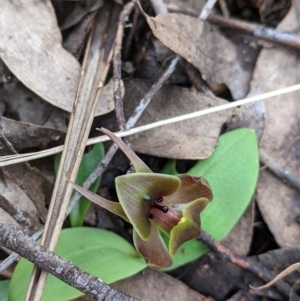 Chiloglottis valida at suppressed - 2 Oct 2021