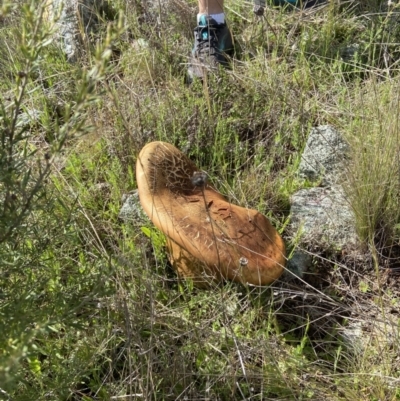 Phlebopus marginatus (Giant Bolete) at Stromlo, ACT - 3 Oct 2021 by AJB