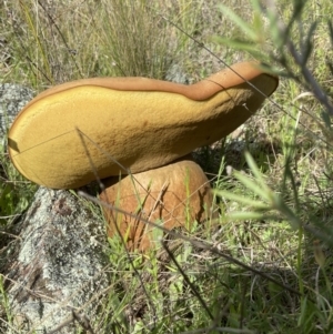 Phlebopus marginatus at Stromlo, ACT - 4 Oct 2021