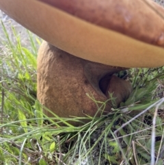 Phlebopus marginatus at Stromlo, ACT - 4 Oct 2021