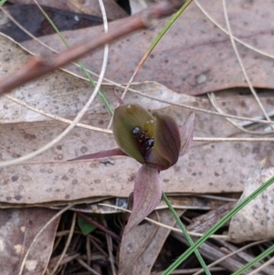 Chiloglottis x pescottiana at suppressed - 2 Oct 2021