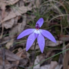 Glossodia major (Wax Lip Orchid) at Woomargama, NSW - 2 Oct 2021 by Darcy