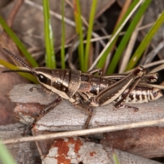 Monistria concinna (Southern Pyrgomorph) at Mount Clear, ACT - 2 Oct 2021 by rawshorty