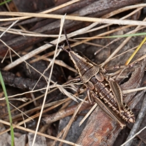 Monistria concinna at Mount Clear, ACT - 3 Oct 2021