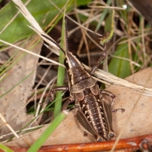 Monistria concinna at Mount Clear, ACT - 3 Oct 2021 10:30 AM