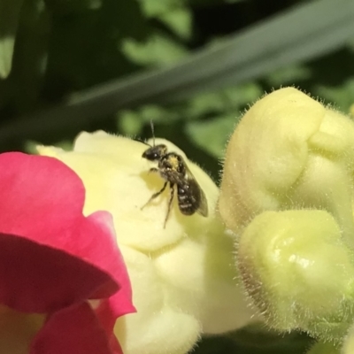 Lasioglossum (Chilalictus) sp. (genus & subgenus) (Halictid bee) at Dunlop, ACT - 4 Oct 2021 by JR