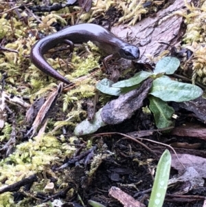 Anepischetosia maccoyi at Cotter River, ACT - 3 Oct 2021