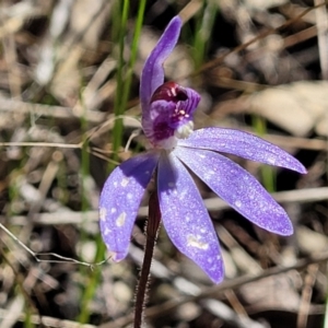 Cyanicula caerulea at Denman Prospect, ACT - 4 Oct 2021