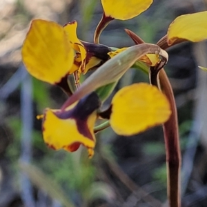 Diuris pardina at Molonglo Valley, ACT - suppressed