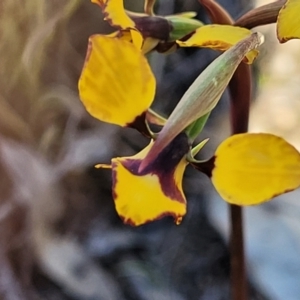 Diuris pardina at Molonglo Valley, ACT - suppressed