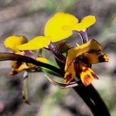 Diuris pardina at Molonglo Valley, ACT - suppressed