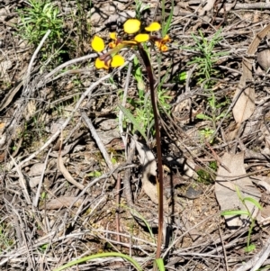 Diuris pardina at Molonglo Valley, ACT - suppressed