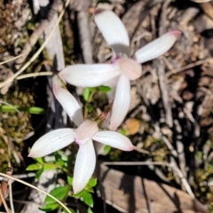 Caladenia ustulata (Brown caps) at Molonglo Valley, ACT - 4 Oct 2021 by tpreston