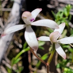 Caladenia ustulata at Molonglo Valley, ACT - 4 Oct 2021