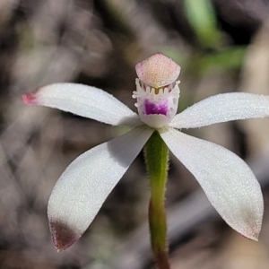 Caladenia ustulata at Molonglo Valley, ACT - 4 Oct 2021