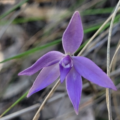 Glossodia major (Wax Lip Orchid) at Block 402 - 4 Oct 2021 by trevorpreston