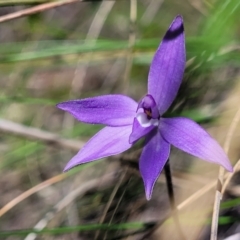 Glossodia major at Molonglo Valley, ACT - 4 Oct 2021