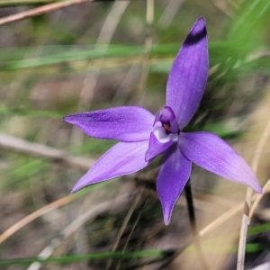 Glossodia major at Molonglo Valley, ACT - suppressed