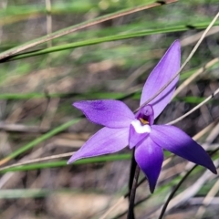 Glossodia major at Molonglo Valley, ACT - suppressed