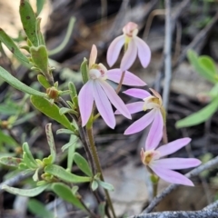 Caladenia carnea (Pink fingers) at Molonglo Valley, ACT - 4 Oct 2021 by tpreston