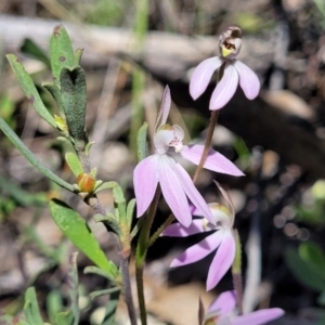 Caladenia carnea at Molonglo Valley, ACT - 4 Oct 2021