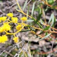 Acacia buxifolia subsp. buxifolia (Box-leaf Wattle) at Molonglo Valley, ACT - 4 Oct 2021 by tpreston