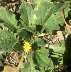 Cymbonotus sp. (preissianus or lawsonianus) (Bears Ears) at Flea Bog Flat, Bruce - 4 Oct 2021 by Dora