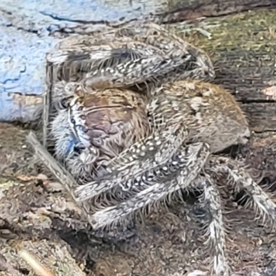 Neosparassus calligaster (Beautiful Badge Huntsman) at Denman Prospect 2 Estate Deferred Area (Block 12) - 4 Oct 2021 by trevorpreston