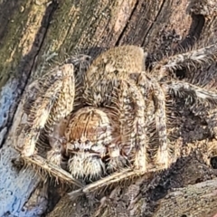 Neosparassus calligaster at Denman Prospect 2 Estate Deferred Area (Block 12) - 4 Oct 2021