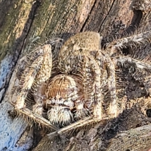 Neosparassus calligaster at Denman Prospect 2 Estate Deferred Area (Block 12) - 4 Oct 2021