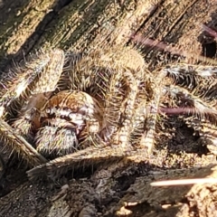 Neosparassus calligaster at Denman Prospect 2 Estate Deferred Area (Block 12) - 4 Oct 2021