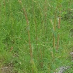 Hypericum perforatum (St John's Wort) at Majura, ACT - 3 Oct 2021 by MPW