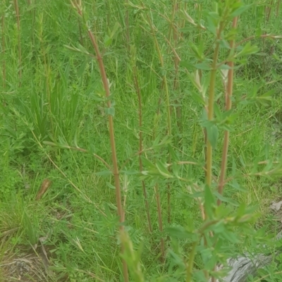 Hypericum perforatum (St John's Wort) at Majura, ACT - 3 Oct 2021 by MPW