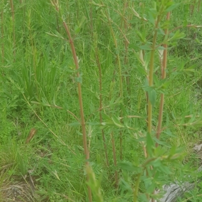 Hypericum perforatum (St John's Wort) at Mount Majura - 3 Oct 2021 by MAX