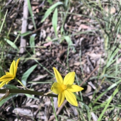 Bulbine bulbosa (Golden Lily) at Bruce, ACT - 4 Oct 2021 by Dora