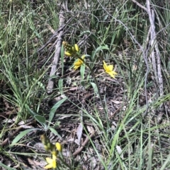 Bulbine bulbosa at Bruce, ACT - 4 Oct 2021