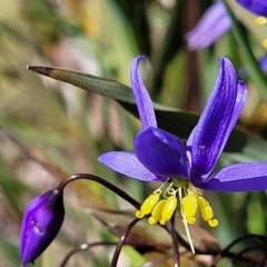 Stypandra glauca (Nodding Blue Lily) at Block 402 - 4 Oct 2021 by trevorpreston