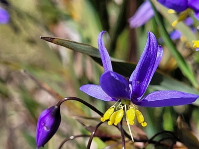 Stypandra glauca (Nodding Blue Lily) at Molonglo Valley, ACT - 4 Oct 2021 by trevorpreston