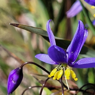 Stypandra glauca (Nodding Blue Lily) at Molonglo Valley, ACT - 4 Oct 2021 by tpreston