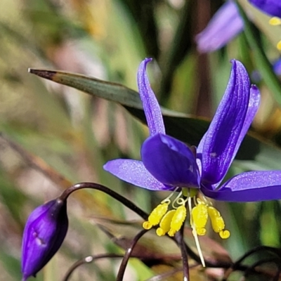 Stypandra glauca (Nodding Blue Lily) at Block 402 - 4 Oct 2021 by trevorpreston